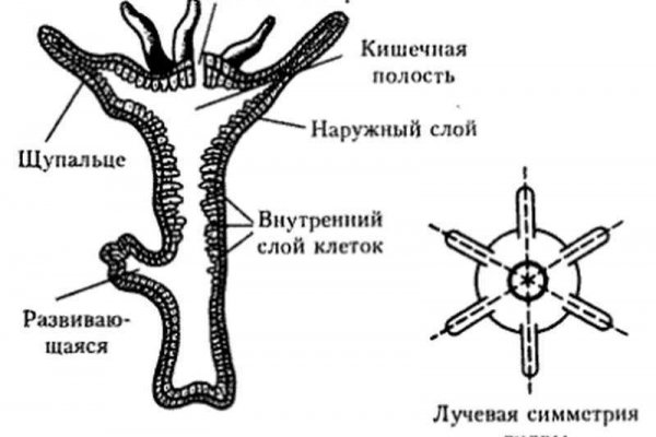 Кракен kr2web in магазин